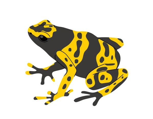 热带彩色青蛙的概念 异型动物和蜥蜴 生物学和动物学 丛林和热带雨林动物 野生动物和大自然 在白色背景上孤立的卡通平面矢量图解 — 图库矢量图片
