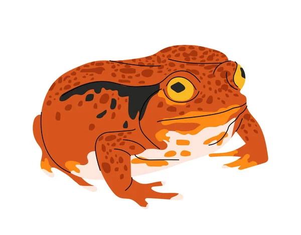热带彩色青蛙的概念 离奇的蜥蜴动物和野生动物 动物学和动物园 丛林和热带雨林 社交媒体贴纸 在白色背景上孤立的卡通平面矢量图解 — 图库矢量图片