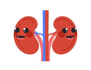 Sevimli insan böbreği konsepti. Biyoloji, anatomi, fisikoloji. İç organ maskotu ve oyuncağı. Şablon, yerleşim ve modelleme. Çizgi film düz vektör çizimi beyaz arkaplanda izole edildi