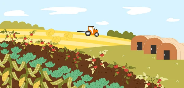 Veggies Tillväxt Jordbruksmark Koncept Jordbruk Och Jordbruk Traktor Nära Fält — Stock vektor
