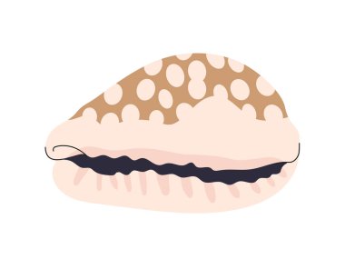 Deniz kabuğu kavramı. Doğal deniz ve su altı nesneleri. Okyanus, tropikal ve egzotik ülkeler. Web sitesi afişi ya da afişi. Çizgi film düz vektör çizimi beyaz arkaplanda izole edildi