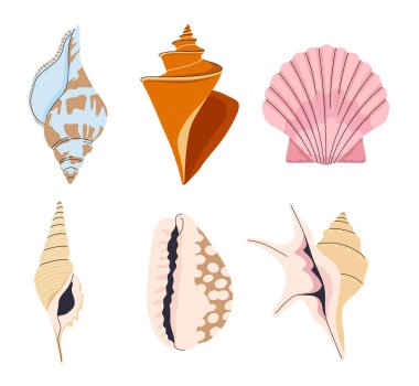 Deniz kabuğu seti. Bir paket deniz ürünü. Hayvan yaban hayatı ve sualtı dünyası. Deniz yaşamı ve deniz cisimleri. Biyoloji ve fauna. Çizgi film düz vektör koleksiyonu beyaz arkaplanda izole edildi