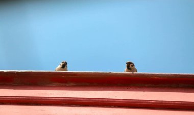 Ahşap bir çatıya tünemiş serçelerin mavi gökyüzüne karşı çekilmiş birkaç fotoğrafı tasarım ihtiyaçlarınız ve fotoğraflarınız için uygundur.