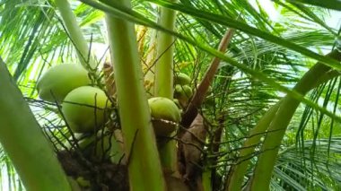 Bahçede hindistan cevizi ağacı