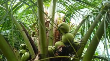 Tropik bahçede hindistan cevizi ağacı