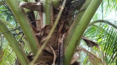 Tropik hindistan cevizi ağacı ve meyvesi