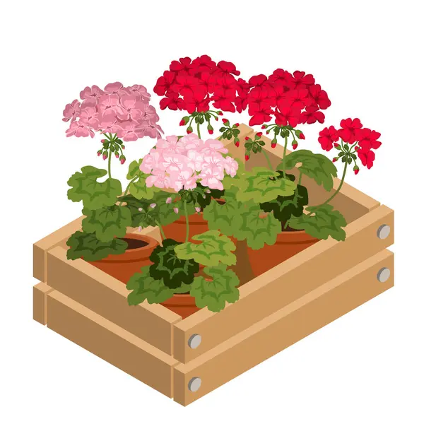 Houseplants Geranium Decorative Box Sada Červených Růžových Muškátů Květináčích Květiny Royalty Free Stock Ilustrace