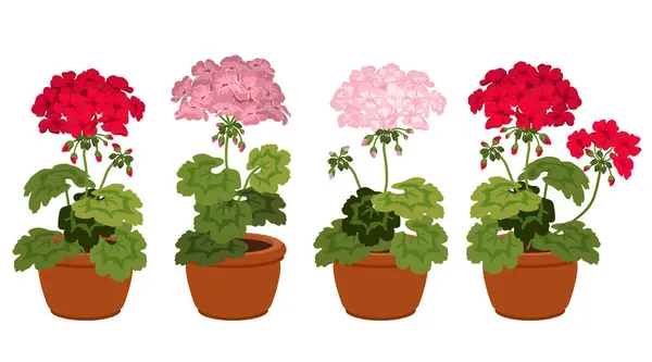 Geranio Conjunto Flores Hojas Brillantes Planta Geranio Rojo Rosa Geranio Ilustración De Stock