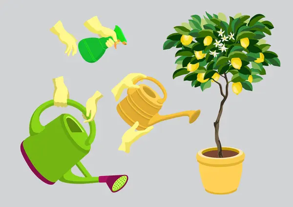 Sada Lemon Strom Zahradnické Vybavení Pro Péči Rostliny Houseplant Zavlažovací Stock Vektory
