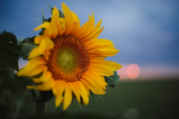 Girasol Amarillo Campo Atardecer —  Fotos de Stock