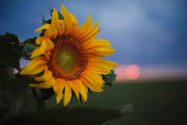 Gelbe Sonnenblume Auf Dem Feld Bei Sonnenuntergang — Stockfoto
