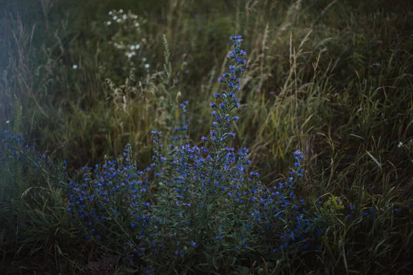 Bonito Azul Flores Silvestres Delphinium Com Uma Pequena Flor — Fotografia de Stock