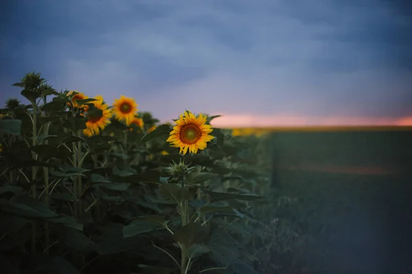 Желтый Подсолнух Поле Закате — стоковое фото
