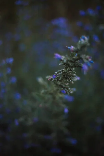 Красивые Синие Полевые Цветы Дельфиниум Маленьким Цветком — стоковое фото