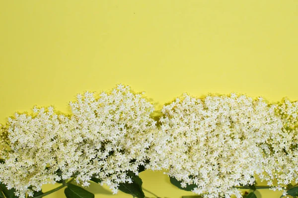 stock image Sprigs of white elderberry flowers on a yellow background, place for text