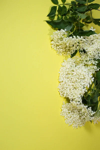 stock image Sprigs of white elderberry flowers on a yellow background, place for text