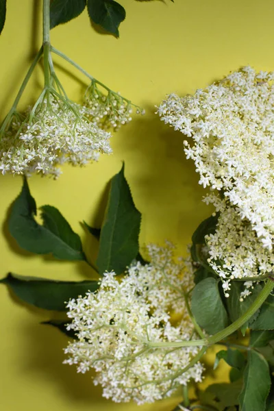 stock image Sprigs of white elderberry flowers on a yellow background