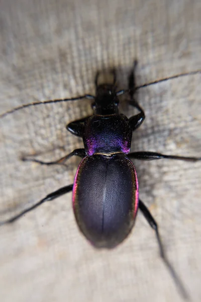 Büyük Siyah Güzel Yanardöner Bir Böcek — Stok fotoğraf