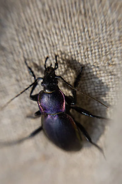 Large Black Beetle Beautiful Iridescence — Stock Photo, Image