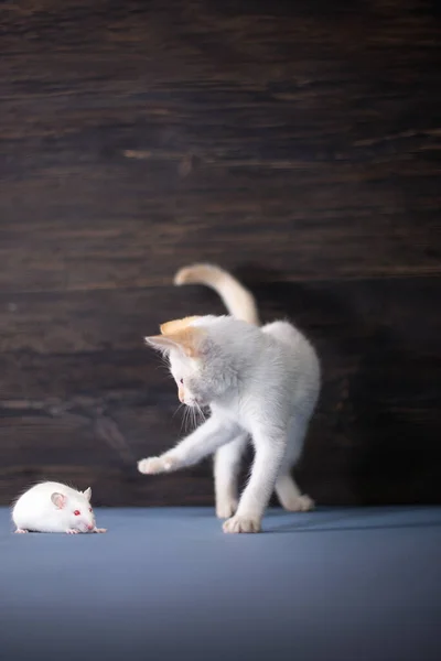 Verspielte Weiße Katze Auf Dunklem Hintergrund — Stockfoto