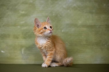 Yeşil arka planda küçük kırmızı kedi yavrusu