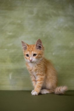 Yeşil arka planda küçük kırmızı kedi yavrusu