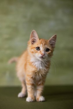 Yeşil arka planda küçük kırmızı kedi yavrusu