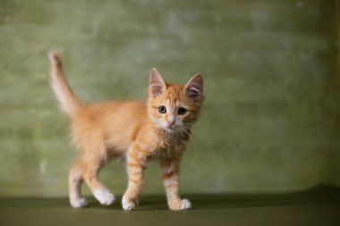 Yeşil arka planda küçük kırmızı kedi yavrusu