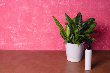 Bitki bakımı spreyli beyaz bir tencerede Dracaena