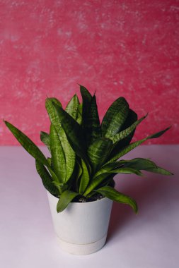 Dracaena beyaz bir tencerede güzel bir arka planda