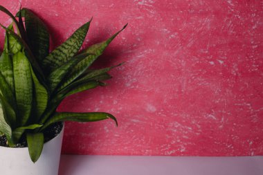 Dracaena beyaz bir tencerede güzel bir arka planda