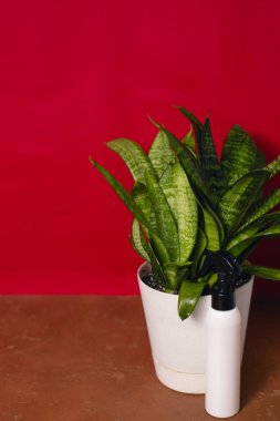 Bitki bakımı spreyli beyaz bir tencerede Dracaena