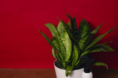 Bitki bakımı spreyli beyaz bir tencerede Dracaena