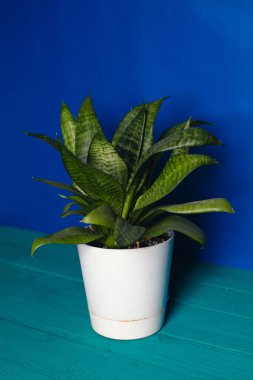 Dracaena mavi arka planda beyaz bir tencerede