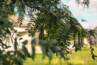 Gökyüzünün arka planında yapraklar olan akasya dalları