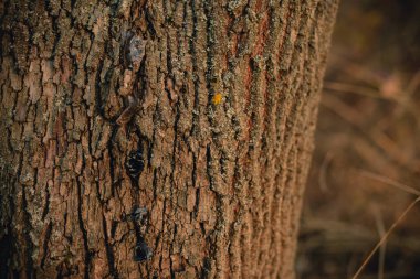 Güzel ağaç kabuğu yakın çekim görüntüsü