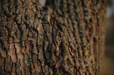 Güzel ağaç kabuğu yakın çekim görüntüsü