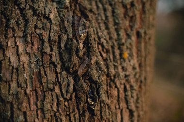 Güzel ağaç kabuğu yakın çekim görüntüsü