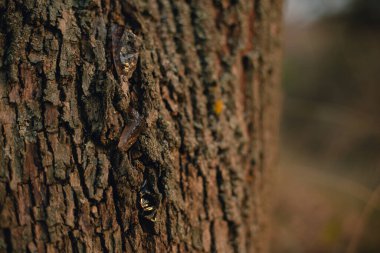 Güzel ağaç kabuğu yakın çekim görüntüsü