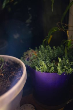 Bir dairedeki tencerede sulu bir şey.