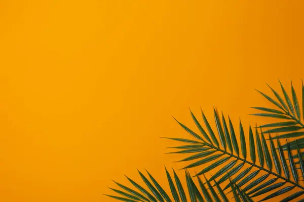 stock image Decorative palm leaves on a yellow background