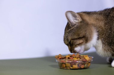 Genç bir kedi kuru yiyecek yer.