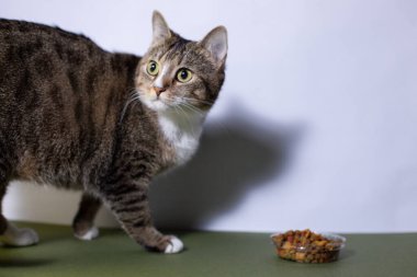 Genç bir kedi kuru yiyecek yer.