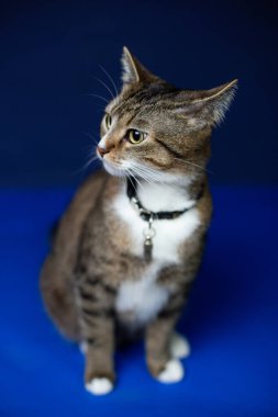 Genç bir kedi mavi arka planda oturuyor.