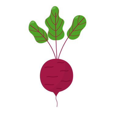 Beetroot isolated element in cartoon style on white. Whole beetroot vegetable with leaves. Organic healthy food clipart. Vector illustration