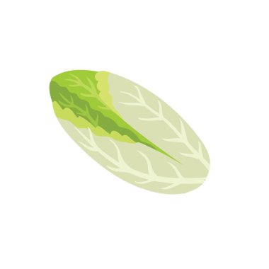 Endive lettuce isolated element. Healthy chicory food print for farm market menu and recipes. Vector illustration clipart