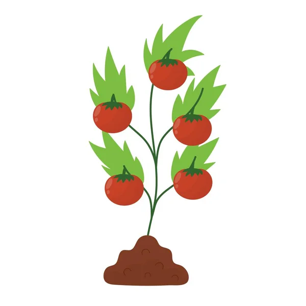 Roślina Pomidorowa Glebie Proces Sadzenia Farmie Dojrzałych Pomidorów Stylu Kreskówki — Wektor stockowy