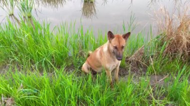 Köpek suyla çimenlerde oturuyor.