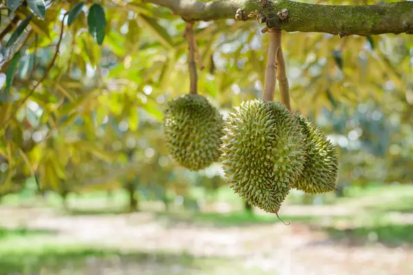 Yeşil arkaplanda Durian meyvesi
