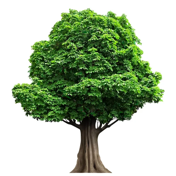 現実的な葉と妖精のベクトルの木を隔離します 緑の葉を持つ植物 森林の自然と生態 — ストックベクタ